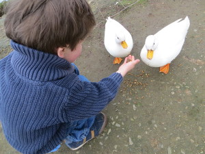 Boy_Feeding_White_Ducks